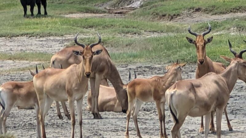 Zanzibar: Mikumi National Park Day Trip with Flights - Final Thoughts: Who Should Consider This Trip?