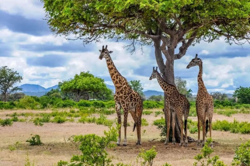 Zanzibar: Mikumi Safari and Udzungwa Waterfall - Who Will Love This Tour?