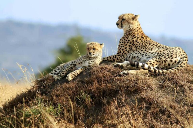 Zanzibar: Mikumi Safari and Udzungwa Waterfall - FAQs