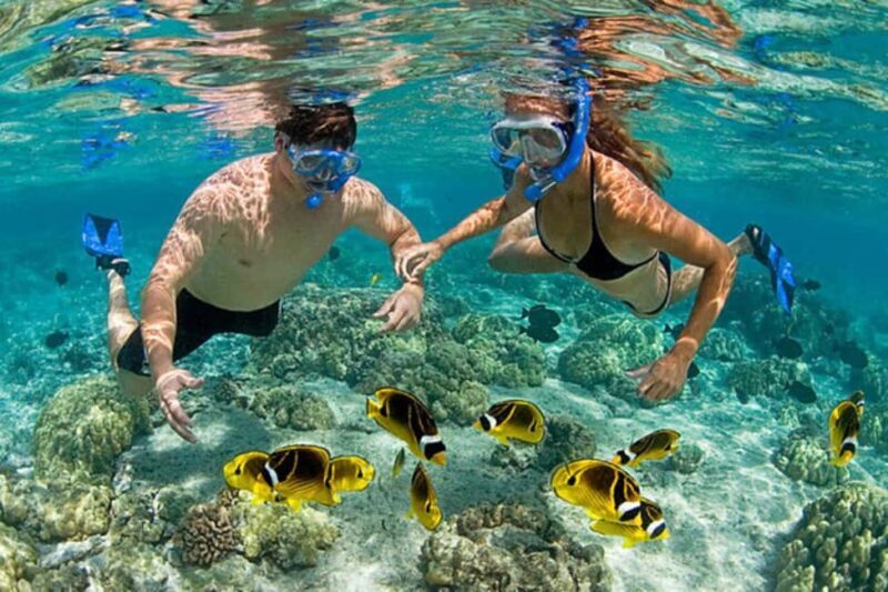 ZANZIBAR: Mnemba: African Maldives Day Tour with Lunch - Key Points