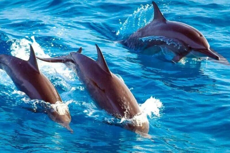 ZANZIBAR: Mnemba: African Maldives Day Tour with Lunch - Why Choose This Tour?