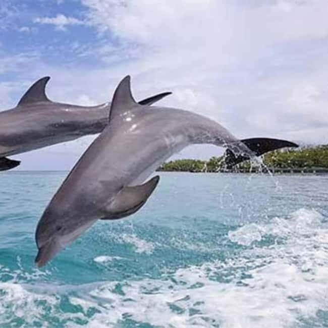 ZANZIBAR: Mnemba: African Maldives Day Tour with Lunch - Who Will Love This Experience?