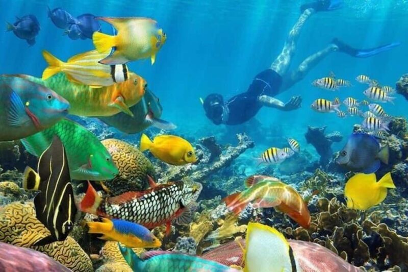 Zanzibar: Mnemba Atoll Dolphin Watching & Snorkeling Tour - Key Points