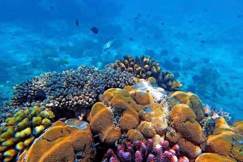 Zanzibar: Mnemba Atoll Dolphin Watching & Snorkeling Tour - Who Will Love This Tour?