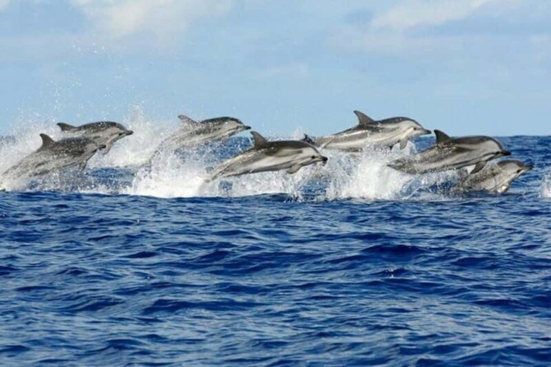 Zanzibar: Mnemba Atoll Dolphin Watching & Snorkeling Tour - FAQ