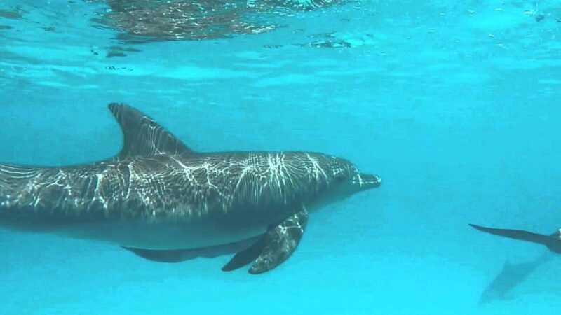 Zanzibar: Mnemba Dolphin tour at African Maldives - A Closer Look at the Mnemba Dolphin Tour Experience