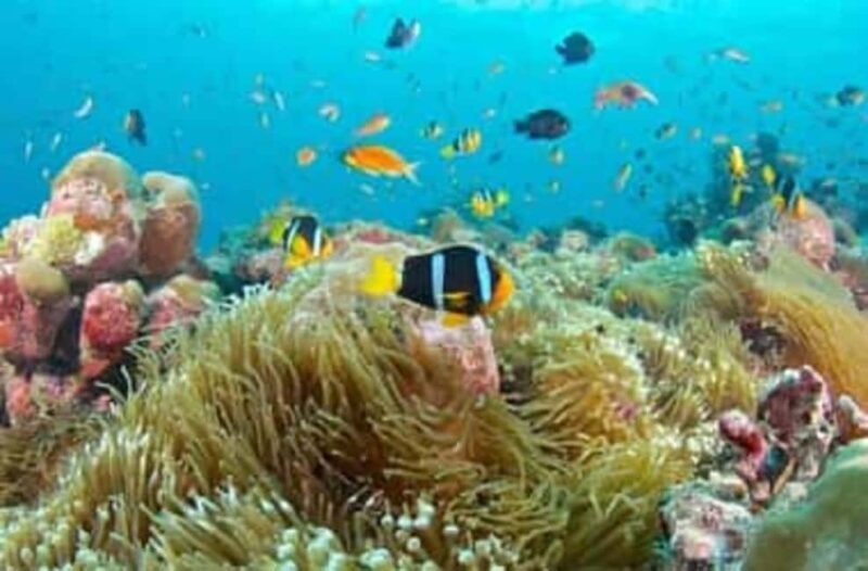 Zanzibar: Mnemba Dolphin Tour & Stone Town Walking Tour - A Full-Day Adventure in Zanzibar