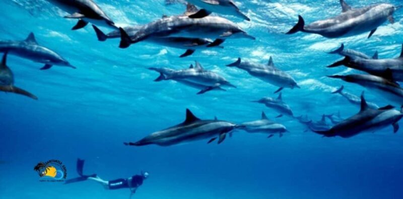 Zanzibar: Mnemba Dolphins and Snorkeling Tour - Key Points