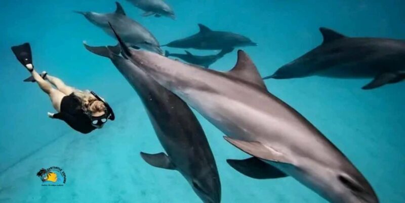 Zanzibar: Mnemba Dolphins and Snorkeling Tour - An In-Depth Look at the Tour