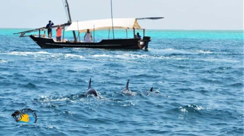 Zanzibar: Mnemba Dolphins Tour and Sunset Dhow Cruise - Key Points