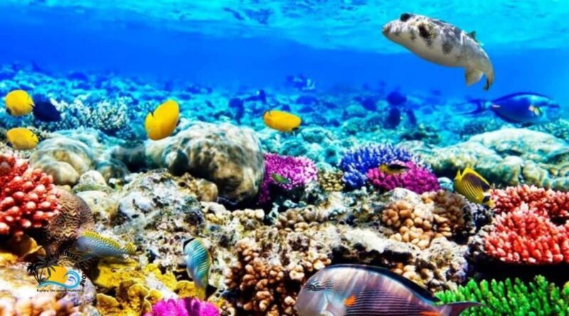 Zanzibar: Mnemba Dolphins Tour and Sunset Dhow Cruise - The Details That Matter