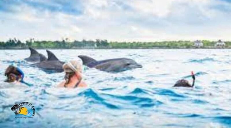 Zanzibar: Mnemba Dolphins Tour and Sunset Dhow Cruise - Authentic Experiences and Traveler Feedback