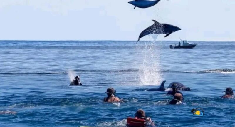 Zanzibar: Mnemba Dolphins Tour with Snorkeling and Sandbank - Key Points