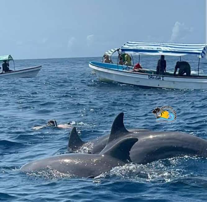 Zanzibar: Mnemba Dolphins Tour with Snorkeling and Sandbank - Who Will Love This Tour?