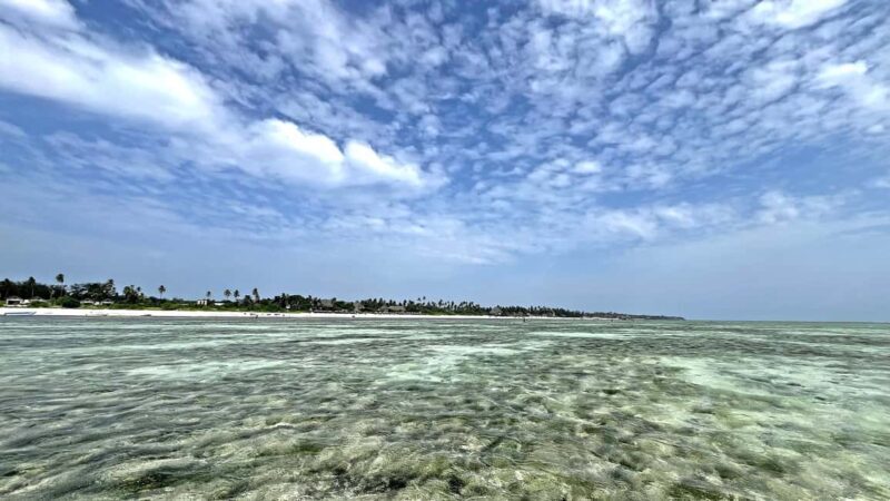 ZANZIBAR: MNEMBA ISLAND DOLPHIN AND SNORKELING - Key Points