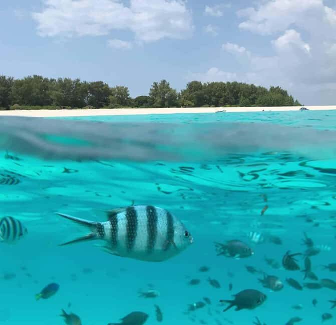 Zanzibar: Mnemba Island Dolphin and Snorkeling Tour - What’s Included and What to Prepare