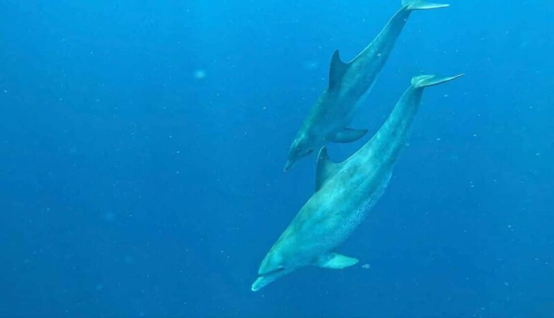 Zanzibar: Mnemba Island Dolphin and Snorkeling Tour - A Practical Guide to the Mnemba Island Dolphin and Snorkeling Tour