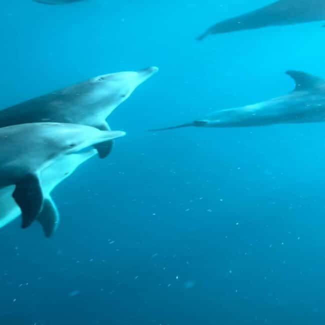 Zanzibar: Mnemba Island Dolphin and Snorkeling Tour - The Value of This Tour