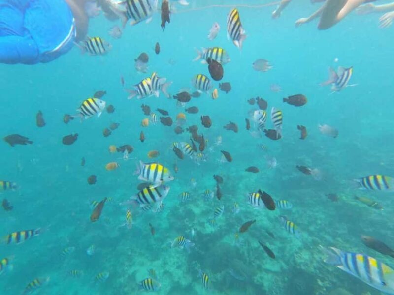 Zanzibar: Mnemba Island Dolphin and Snorkeling Tour - The Sum Up