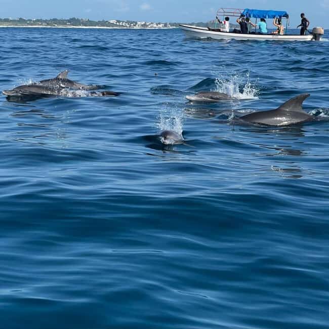 Zanzibar: Mnemba Island Dolphin and Snorkeling Tour - Frequently Asked Questions