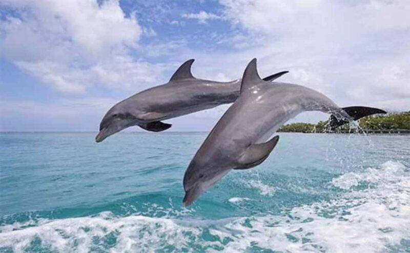 Zanzibar: Mnemba Island Dolphin & Snorkeling Tour - Exploring Mnemba Island: What to Expect