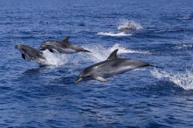 Zanzibar: Mnemba Island Dolphin & Snorkeling Tour - Final Thoughts