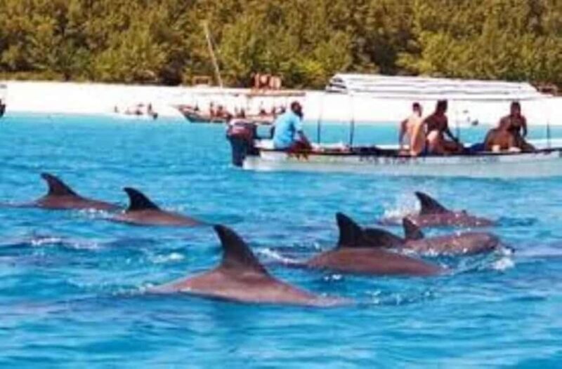 Zanzibar :Mnemba island Dolphin & Turtle Swim at Salam Cave - Final Thoughts