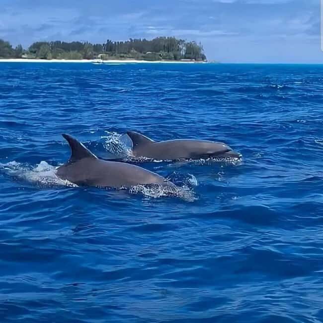 Zanzibar: Mnemba Island, Jozani Forest, and Salaam Cave Tour - A Closer Look at the Itinerary
