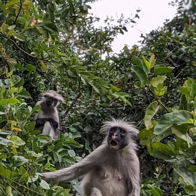 Zanzibar: Mnemba Island & Jozani Forest Day Tour - Key Points