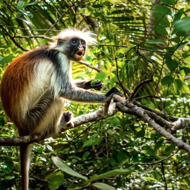 Zanzibar: Mnemba Island & Jozani Forest Day Tour - A Detailed Look at the Tour Experience