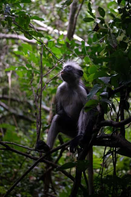 ZANZIBAR: Mnemba Island, Jozani Forest & Sea Turtles - Key Points