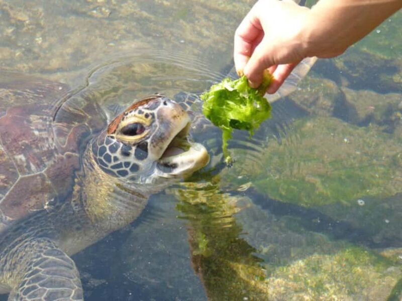 ZANZIBAR: Mnemba Island, Jozani Forest & Sea Turtles tours - Final Thoughts: Who Is This Tour Best For?