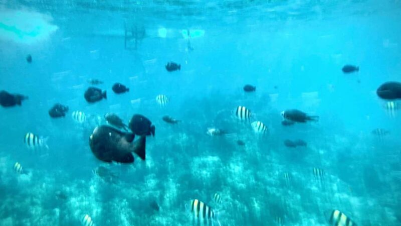 Zanzibar: Mnemba Island, Prison Island and Stone Town Tour - Authentic Experiences and Honest Opinions