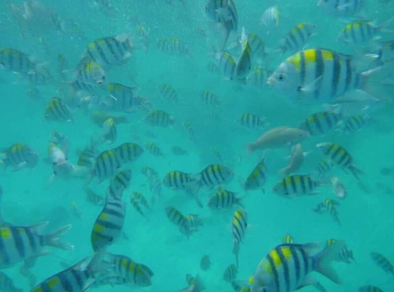 Zanzibar: Mnemba Island & Sea Turtle sanctuary Tour - The Journey to Mnemba Island