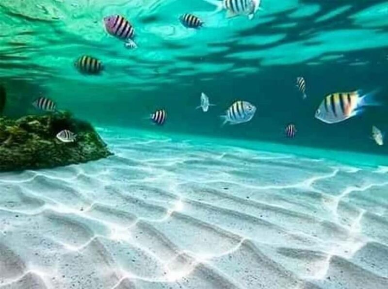 Zanzibar: Mnemba Island & Sea Turtle sanctuary Tour - Relaxing on Kendwa Beach & Sunset Views