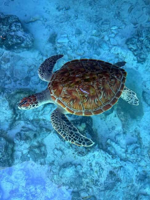 Zanzibar: Mnemba Island Sea Turtles Visit and Jozani Forest - The Sum Up