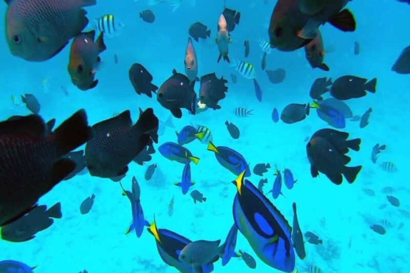 Zanzibar: Mnemba Island Snorkeling and Dolphin Adventure - Key Points