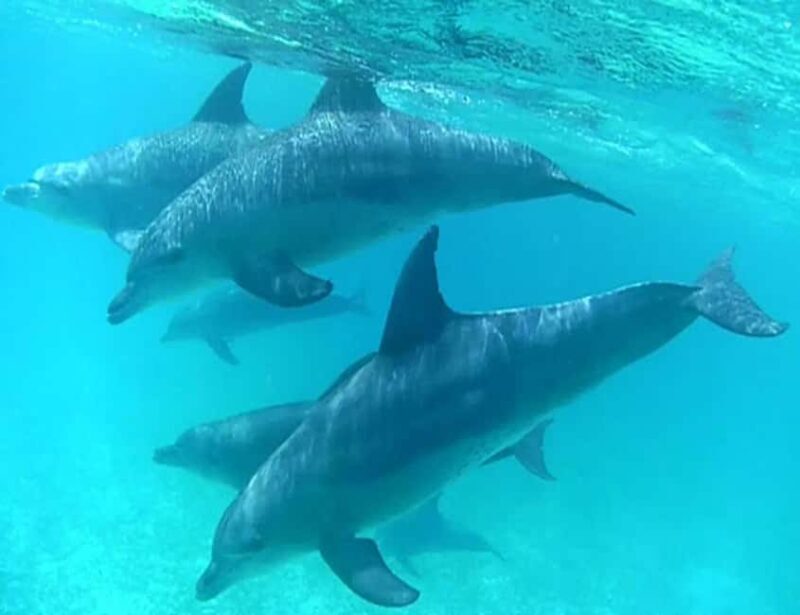 Zanzibar: Mnemba Island Snorkeling and Dolphin Adventure - FAQ