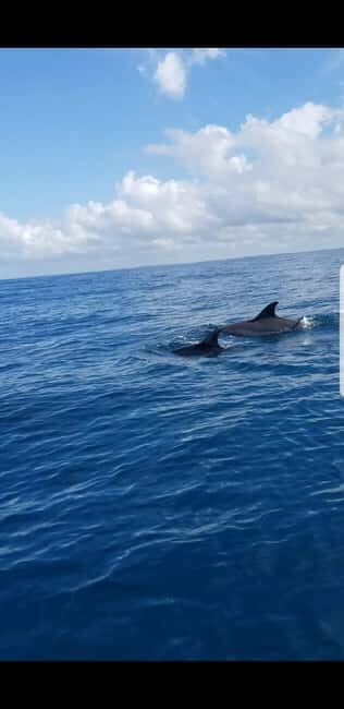 Zanzibar: Mnemba Island Snorkeling and Dolphin Tour - A Deep Dive into the Experience
