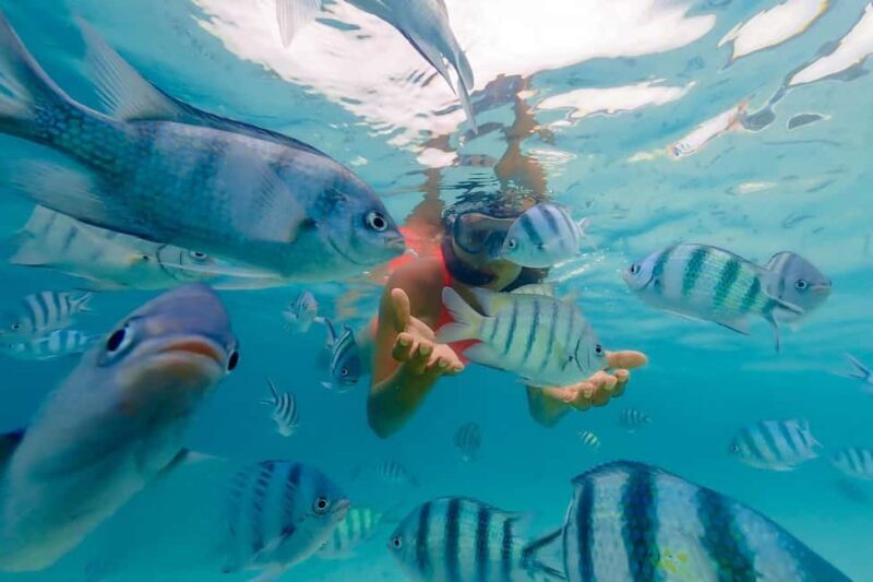 Zanzibar: Mnemba Island Snorkeling and Dolphin Tour - The Final Word