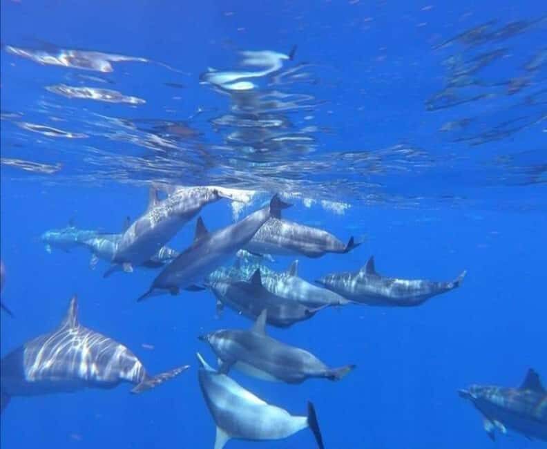 Zanzibar: Mnemba Island Snorkeling and Dolphin Watching - An Introduction to the Tour Experience