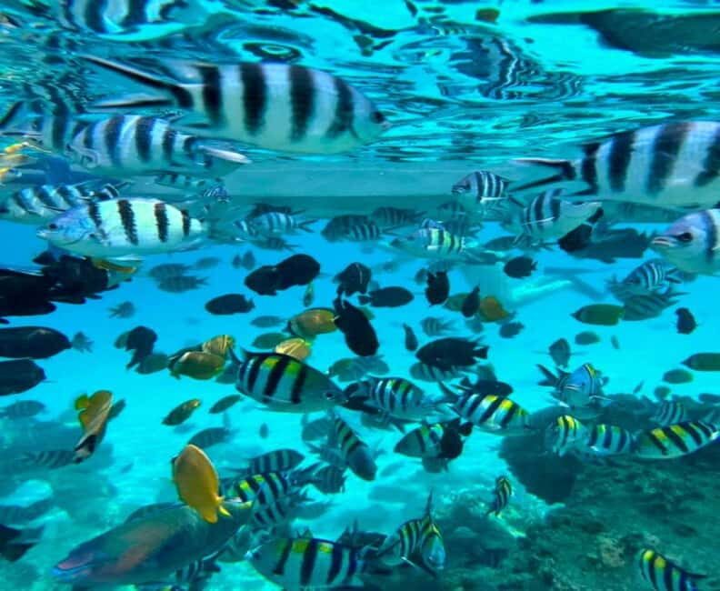 Zanzibar: Mnemba Island Snorkeling and Dolphin Watching - The Experience Provider and Booking Flexibility