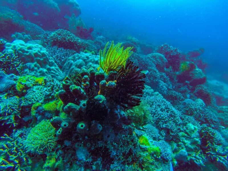 Zanzibar: Mnemba island Snorkeling & Boat Tour with Lunch - The Sum Up: Is This Tour Right for You?