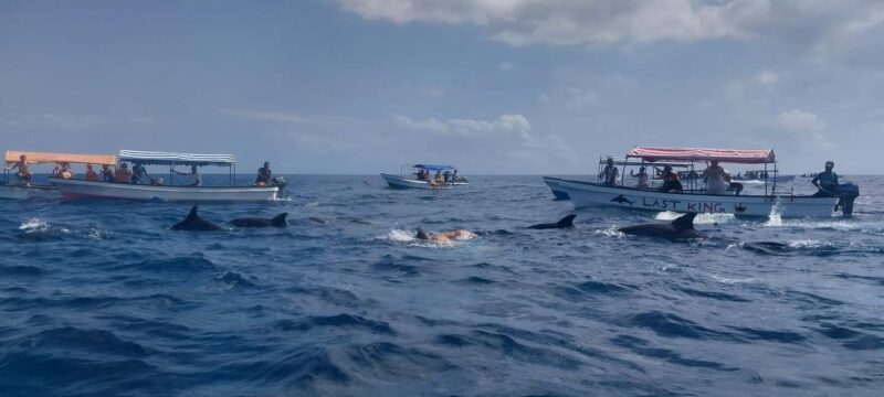 Zanzibar: Mnemba Island Snorkeling & Dolphin - A Practical Guide to the Mnemba Island Snorkeling & Dolphin Tour
