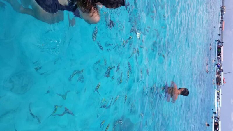 Zanzibar: Mnemba Island Snorkeling & Dolphin - What Makes Mnemba Island Special?