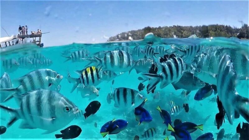 ZANZIBAR: Mnemba Island Snorkeling & Turtle Aquarium Tour - Practical Tips for Travelers