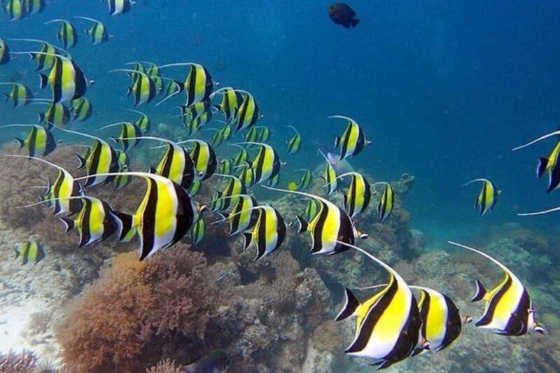 ZANZIBAR: Mnemba Island Snorkeling & Turtle Aquarium Tour - Frequently Asked Questions
