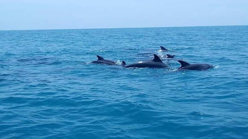 Zanzibar: Mnemba Island Snorkelling and Dolphin Tour. - Key Points