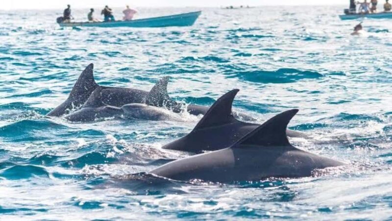 Zanzibar: Mnemba Island Snorkelling and Dolphin Tour. - The Itinerary: What to Expect from Start to Finish
