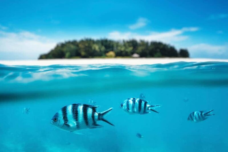 Zanzibar: mnemba island, turles swimming with kendwa beach - An In-Depth Look at the Tour Experience